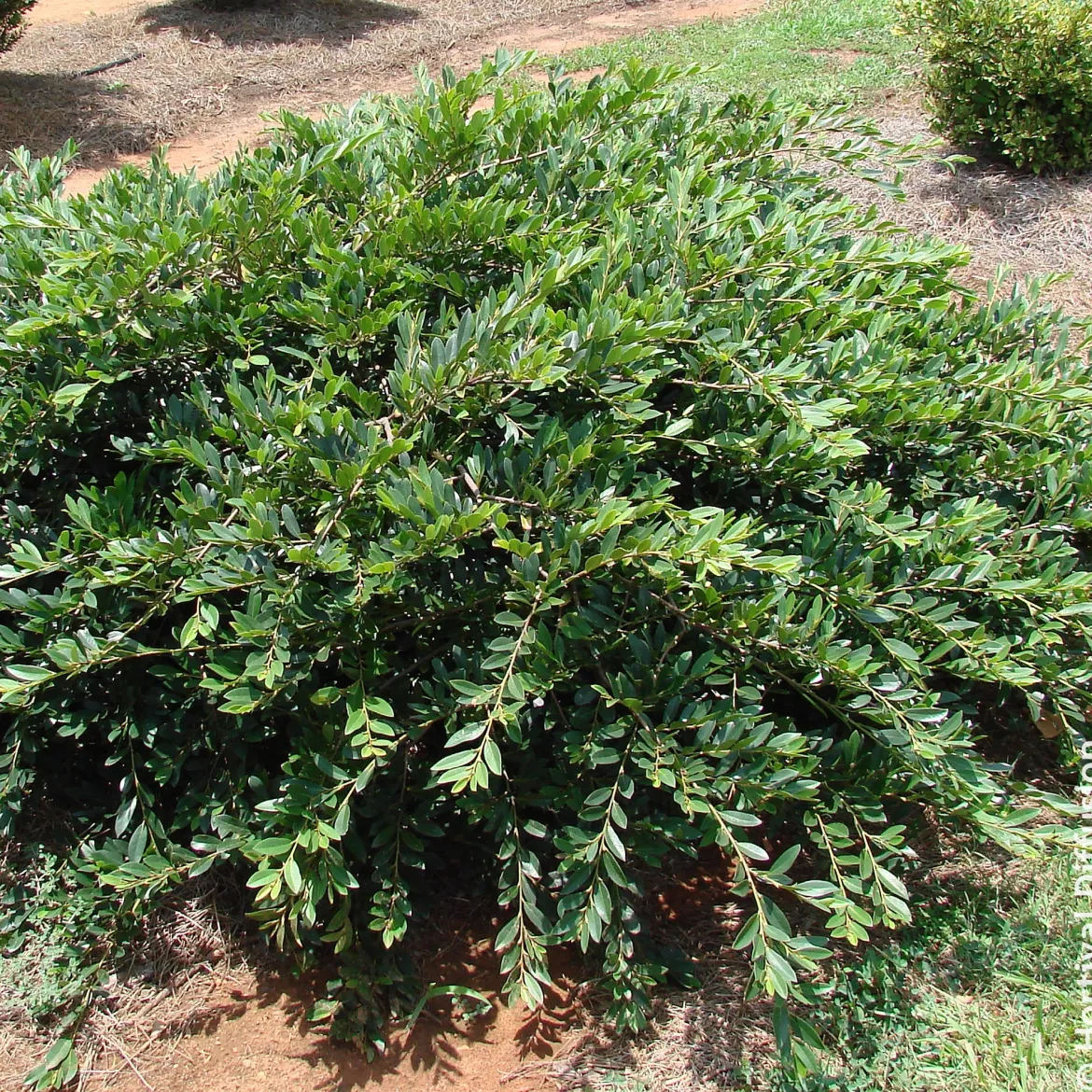Distylium Vintage Jade - Le couvre-sol qui reste vert