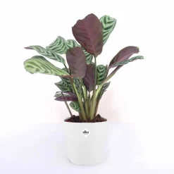Dormeuse + cache pot blanc 14 cm. - Dormeuse chic, pot unique!