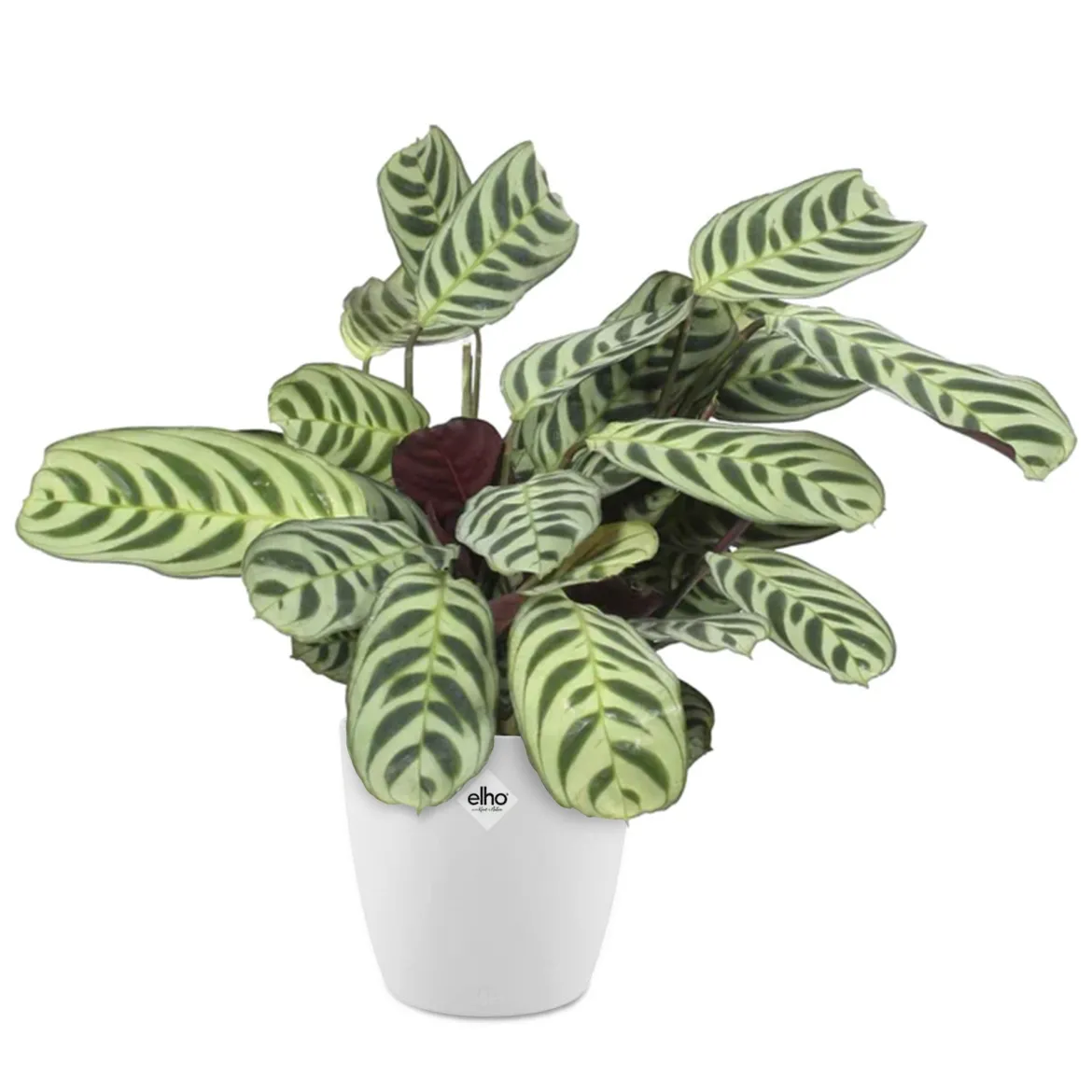 Dormeuse + cache pot blanc 14 cm. - Dormeuse chic, pot unique!