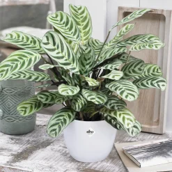 Dormeuse + cache pot blanc 14 cm. - Dormeuse chic, pot unique!