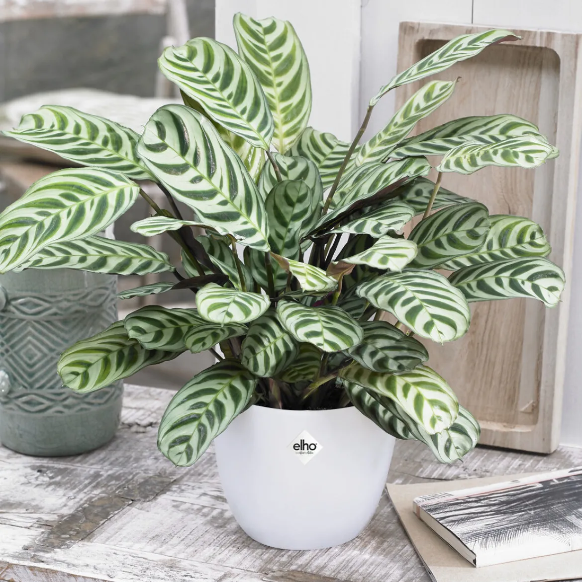 Dormeuse + cache pot blanc 14 cm. - Dormeuse chic, pot unique!