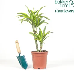 Dracaena Lemon Lime - Feuillage lumineux zéro souci