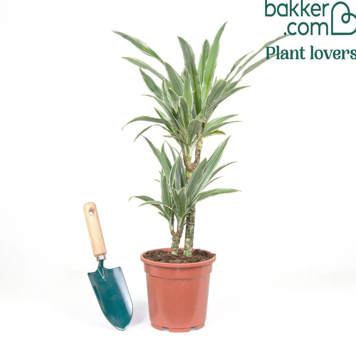 Dracaena Warneckei - La verdure qui pardonne tout