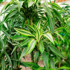 Dracaena Warneckei - La verdure qui pardonne tout