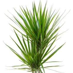 Dragonnier Dracaena marginata - Sculptural et increvable