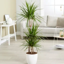 Dragonnier Dracaena marginata - Sculptural et increvable