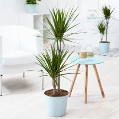 Dragonnier Dracaena marginata - Sculptural et increvable
