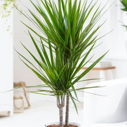 Dragonnier Dracaena marginata - Sculptural et increvable