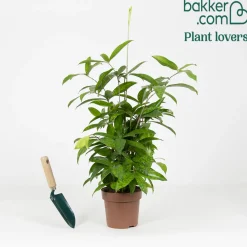 Dragonnier Dracaena surculosa - La déco verte sans effort