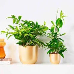 Dragonnier Dracaena surculosa - La déco verte sans effort