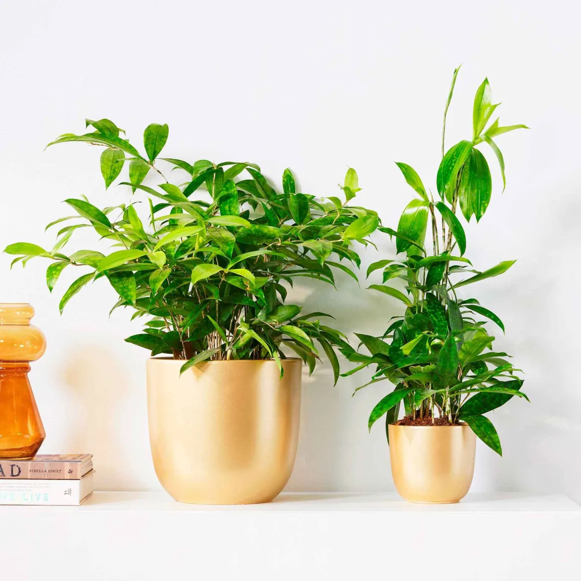 Dragonnier Dracaena surculosa - La déco verte sans effort