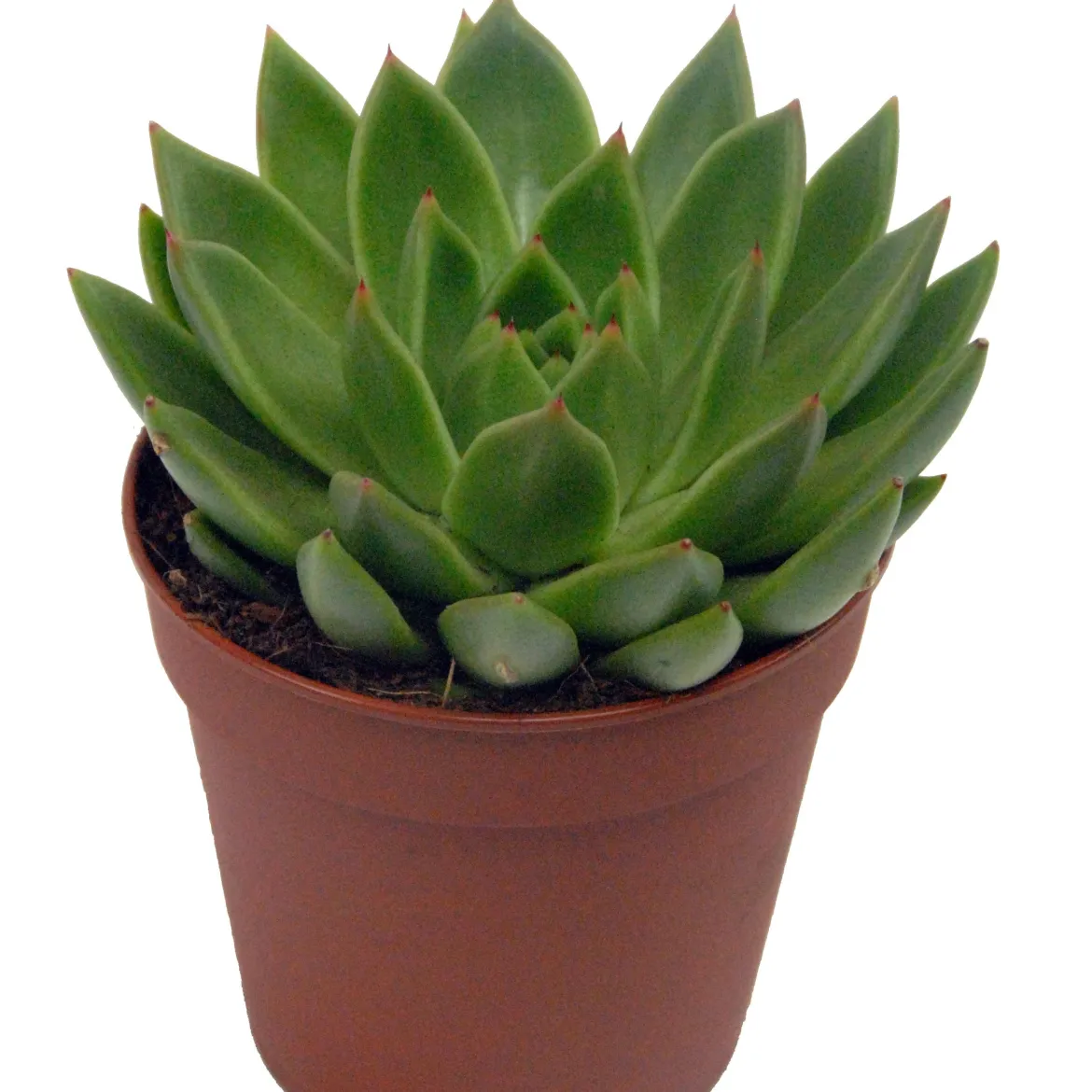 Echeveria agavoides + cache pot blanc 14 cm - Parfaite pour des compositions en pot