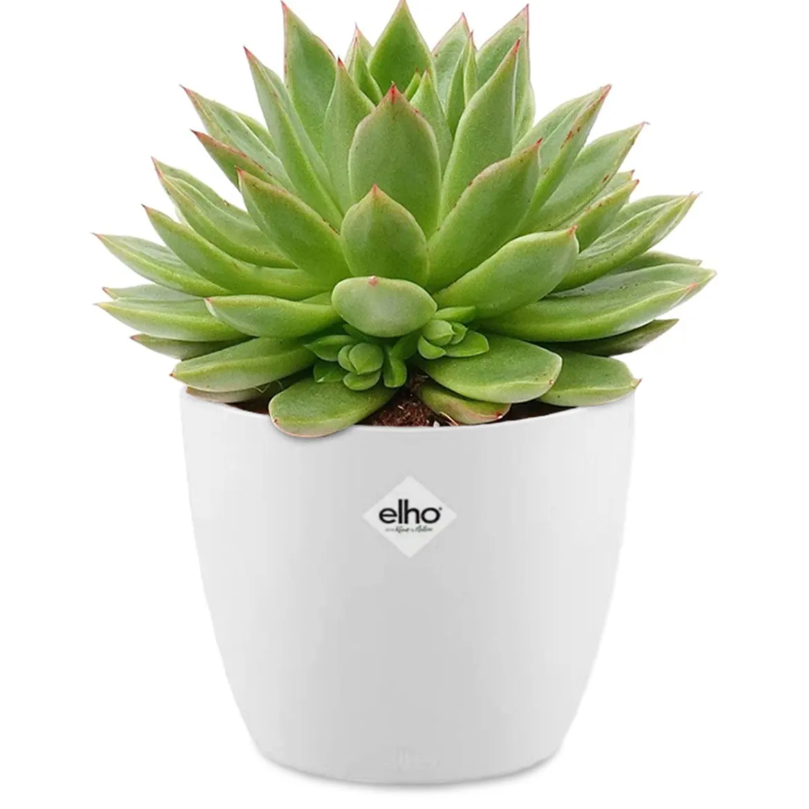 Echeveria agavoides + cache pot blanc 14 cm - Parfaite pour des compositions en pot