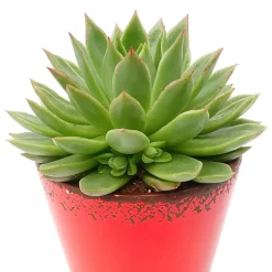 Echeveria Agavoides - Une rosette parfaite sans effort