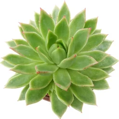 Echeveria Agavoides - Une rosette parfaite sans effort