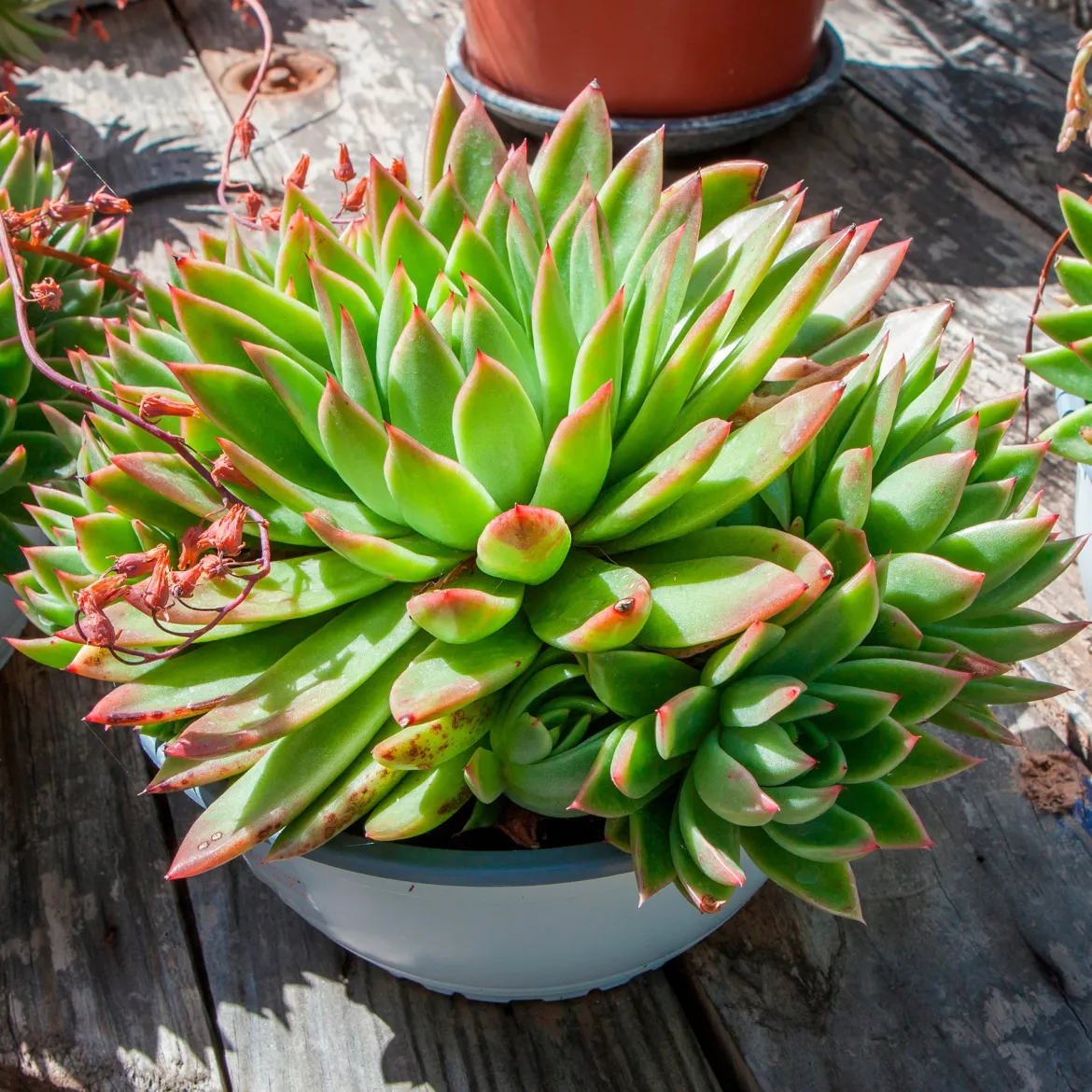 Echeveria Agavoides - Une rosette parfaite sans effort