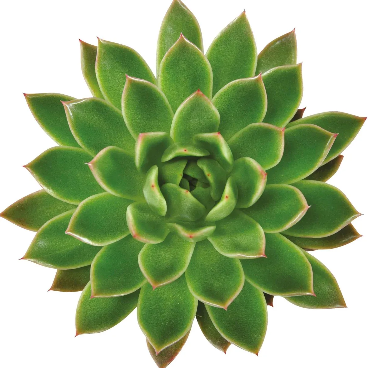 Echeveria Agavoides - Une rosette parfaite sans effort