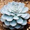 Echeveria pearl von Nuernberg - La rosette rose qui fait waouh