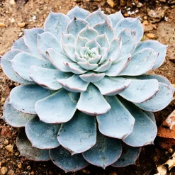Echeveria pearl von Nuernberg - La rosette rose qui fait waouh