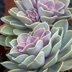 Echeveria pearl von Nuernberg - La rosette rose qui fait waouh