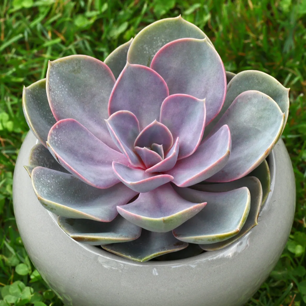 Echeveria pearl von Nuernberg - La rosette rose qui fait waouh