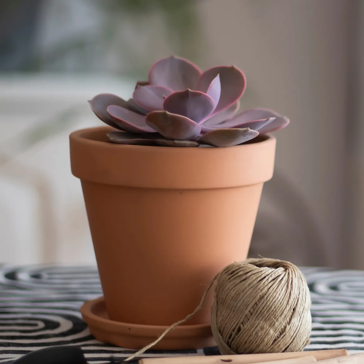 Echeveria pearl von Nuernberg - La rosette rose qui fait waouh