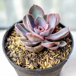 Echeveria pearl von Nuernberg - La rosette rose qui fait waouh