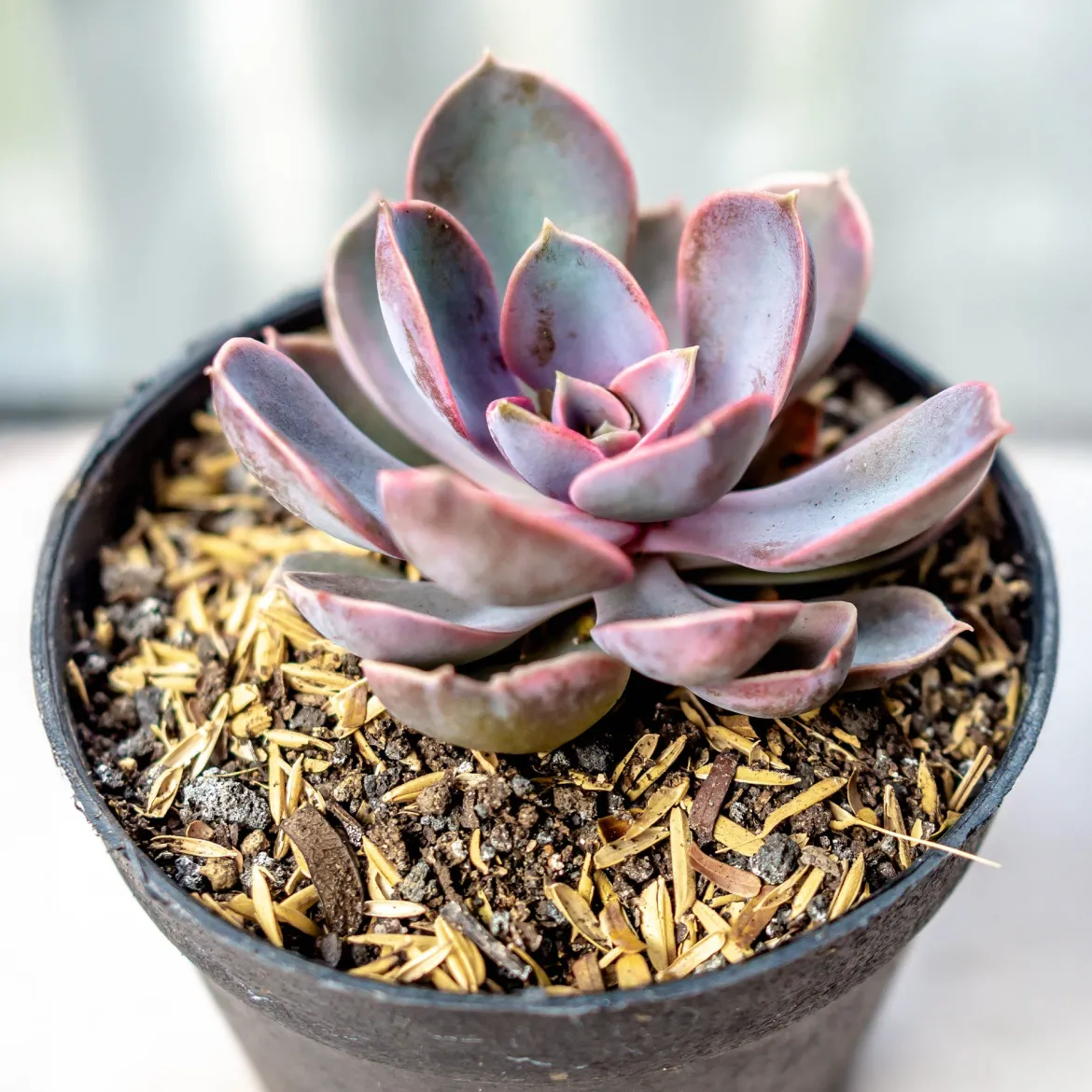 Echeveria pearl von Nuernberg - La rosette rose qui fait waouh