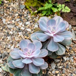 Echeveria pearl von Nuernberg - La rosette rose qui fait waouh