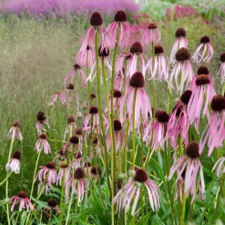 Echinacée pâle - La prairie fleurie facile
