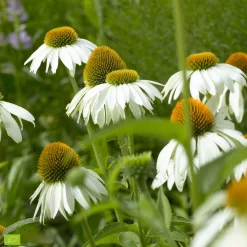 Echinacée pourpre 'Alba' - Des fleurs blanches tout l'été
