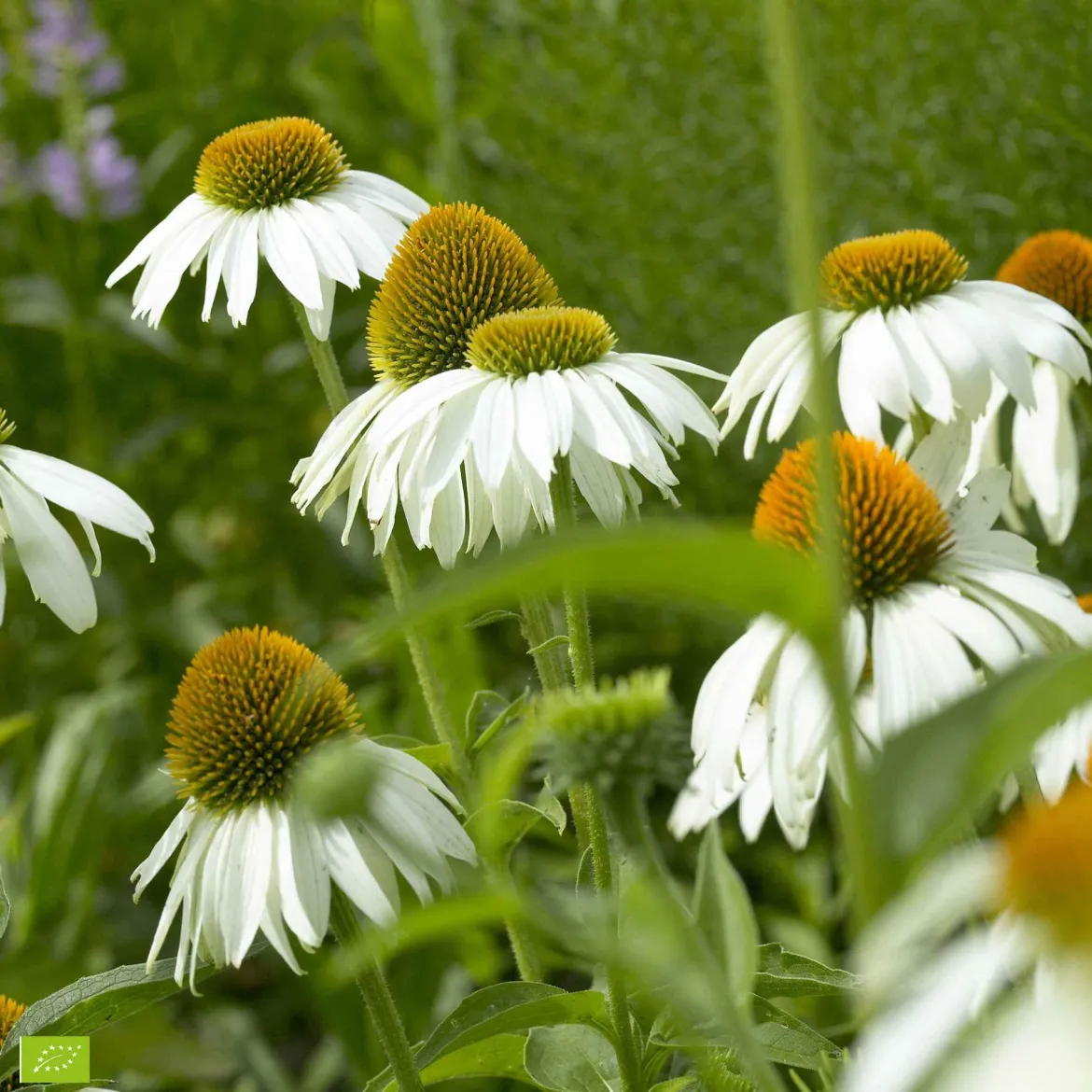 Echinacée pourpre 'Alba' - Des fleurs blanches tout l'été
