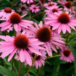 Echinacée pourpre 'Magnus Superior' - Un massif fleuri tout l'été