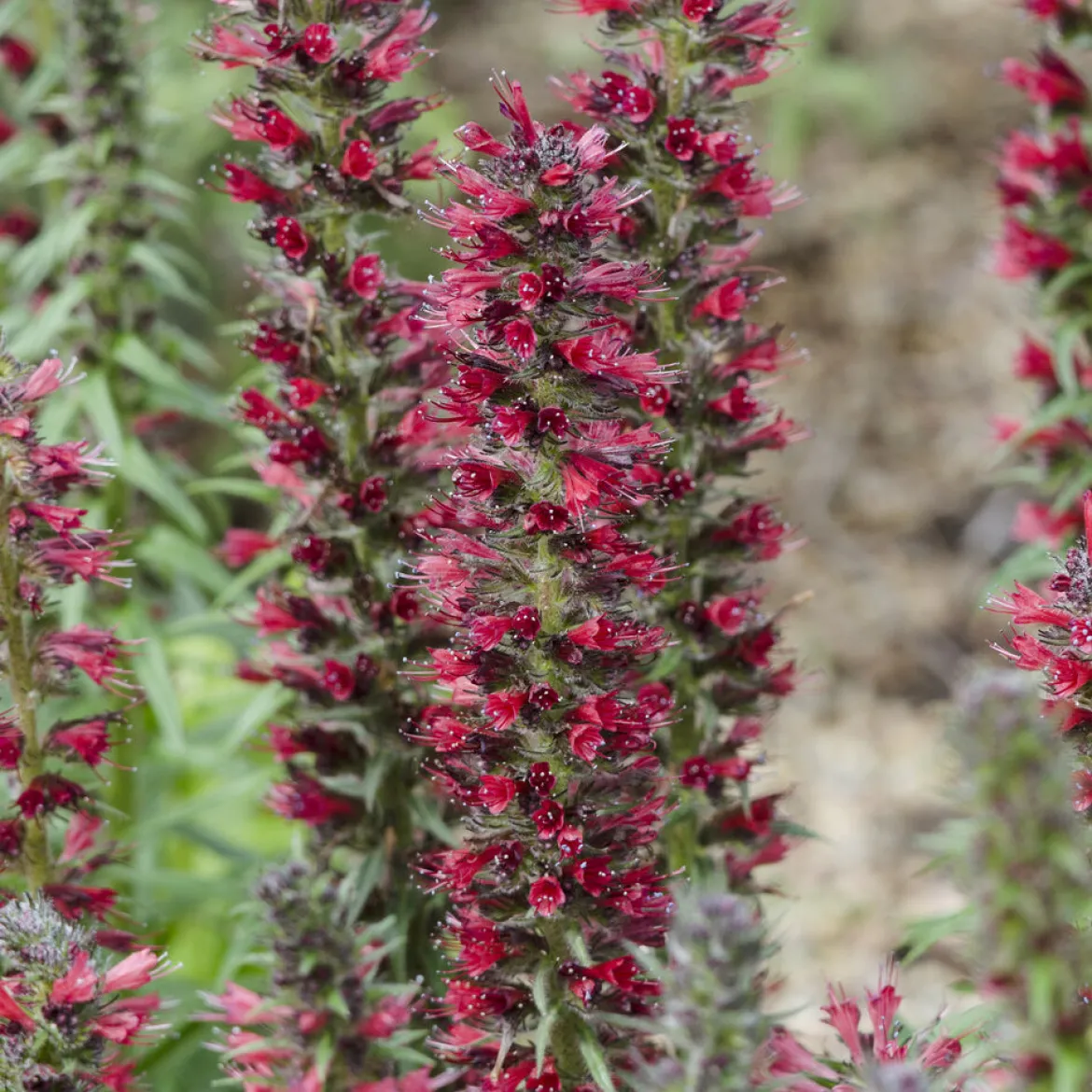 Echium amoenum Red Feathers - Des épis rouges tout l'été