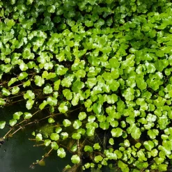 Ecuelle d'eau Herbe aux patagons - Le tapis vert des berges
