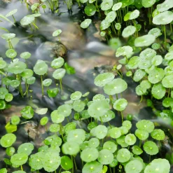 Ecuelle d'eau Herbe aux patagons - Le tapis vert des berges