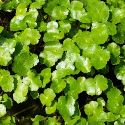 Ecuelle d'eau Herbe aux patagons - Le tapis vert des berges