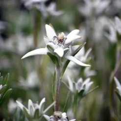 Edelweiss des Alpes - La star des sommets chez vous