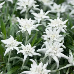 Edelweiss des Alpes - La star des sommets chez vous