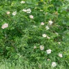 Eglantier odorant - Le rosier sauvage au parfum de pomme