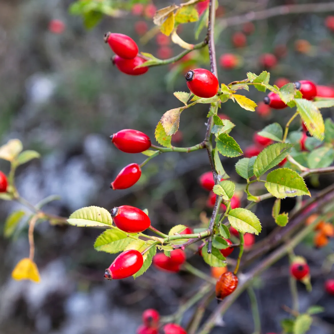 Eglantier odorant - Le rosier sauvage au parfum de pomme