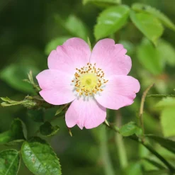 Eglantier odorant - Le rosier sauvage au parfum de pomme
