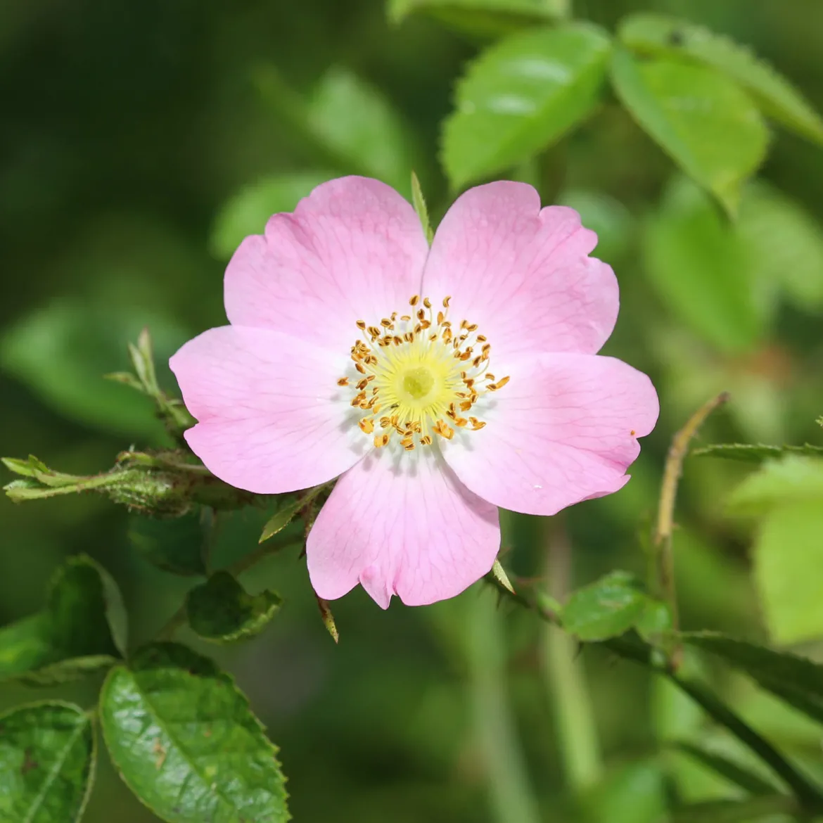 Eglantier odorant - Le rosier sauvage au parfum de pomme