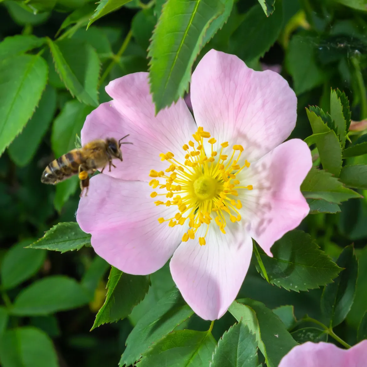Eglantier odorant - Le rosier sauvage au parfum de pomme