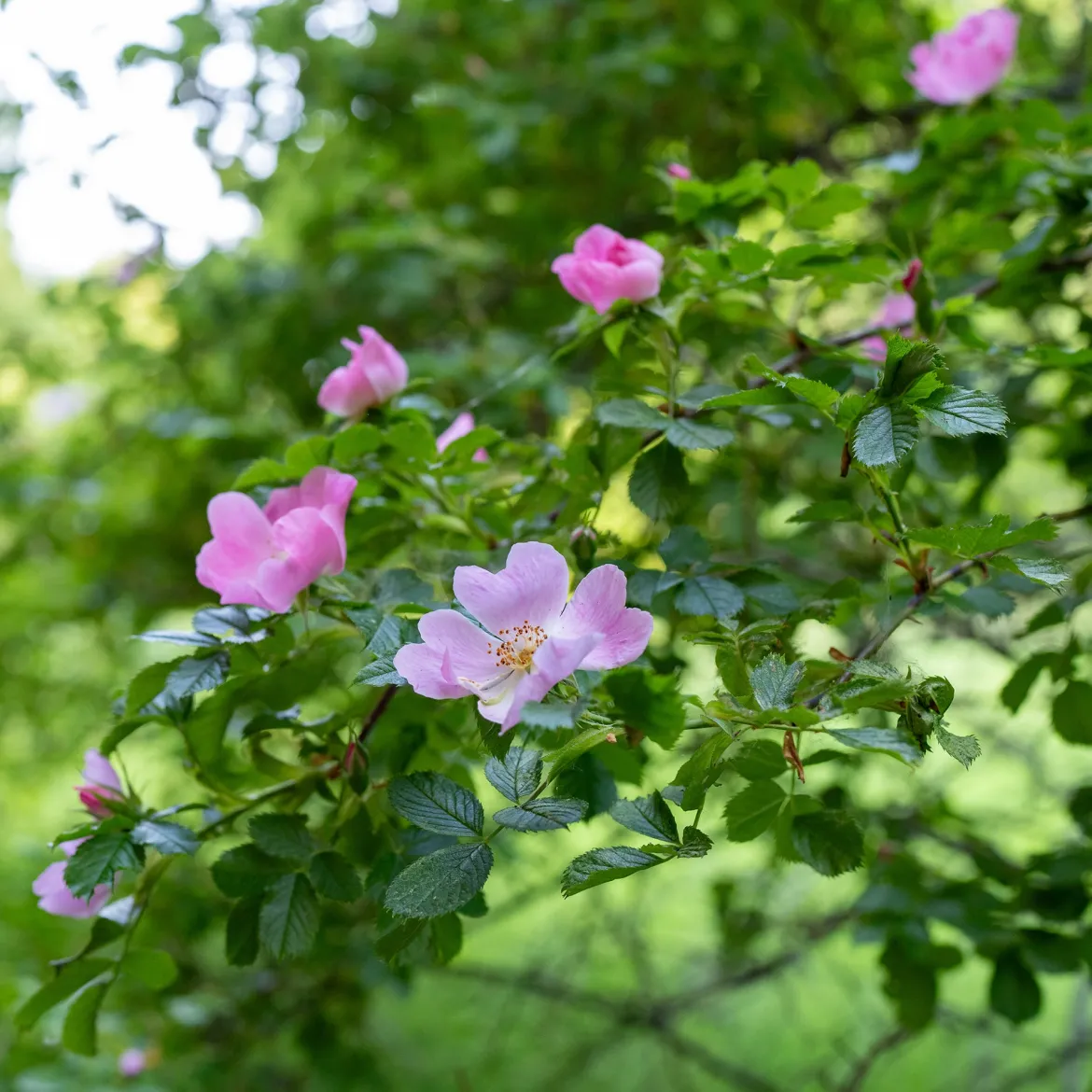 Eglantier odorant - Le rosier sauvage au parfum de pomme