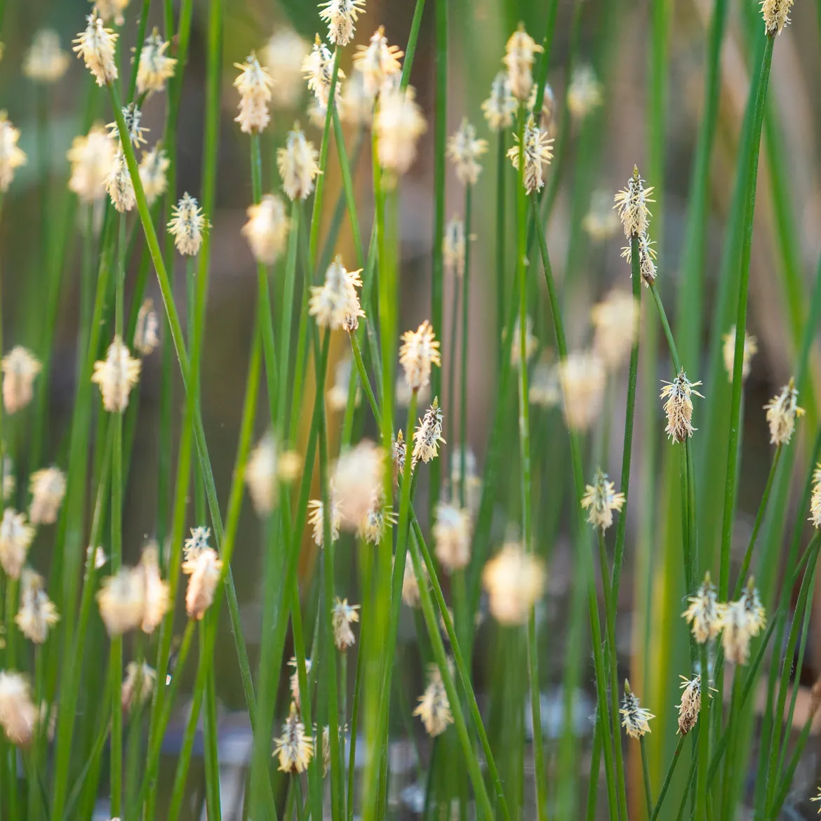 Eleocharis des marais - Une eau claire en un été