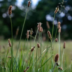 Eleocharis des marais - Une eau claire en un été