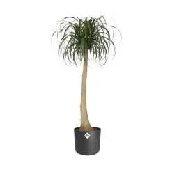 Elho Pot B.for soft rond anthracite - Déco réussie en 1 geste