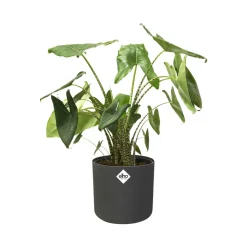 Elho Pot B.for soft rond anthracite - Déco réussie en 1 geste