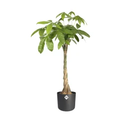 Elho Pot B.for soft rond anthracite - Déco réussie en 1 geste